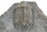 Crotalocephalus Trilobite - Jorf, Morocco #193666-4
